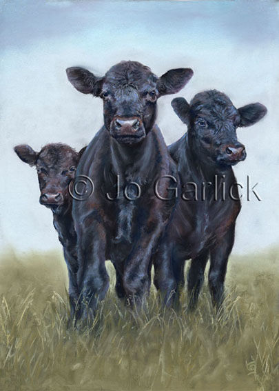 Curious Calves