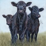 Curious Calves