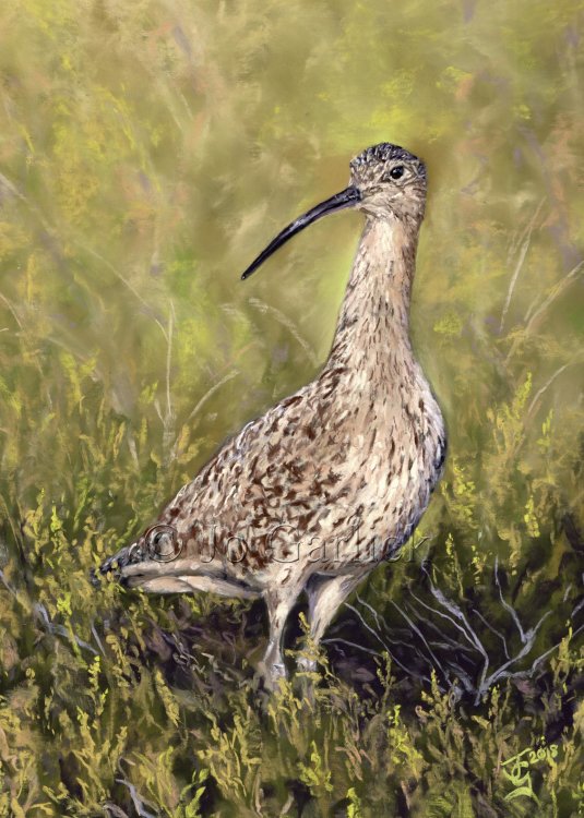 Curlew