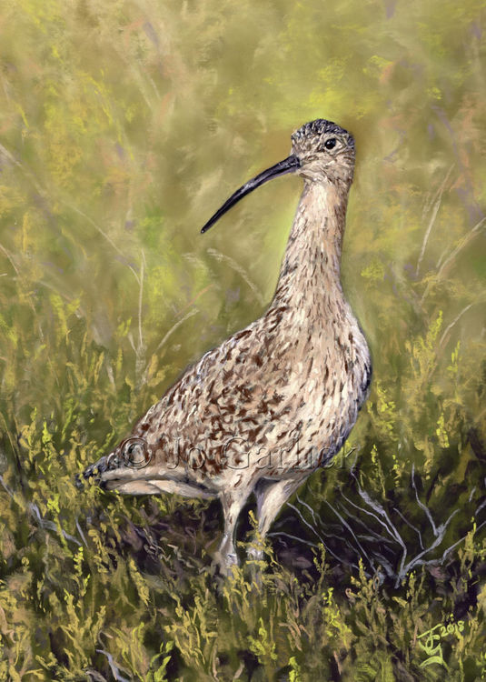 Curlew