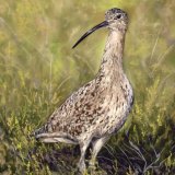 Curlew
