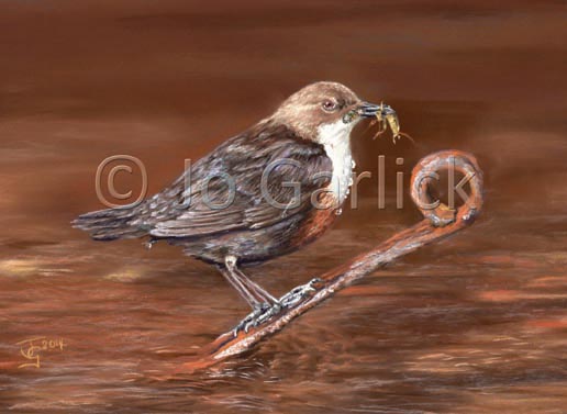 Dipper