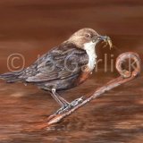 Dipper