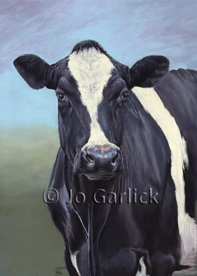 Friesian Cow