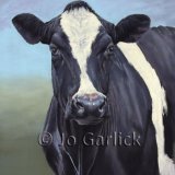Friesian Cow