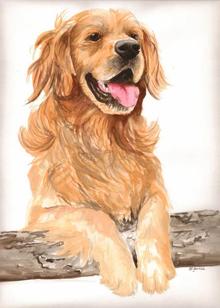 Golden Retriever