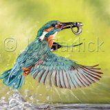 Gone Fishing