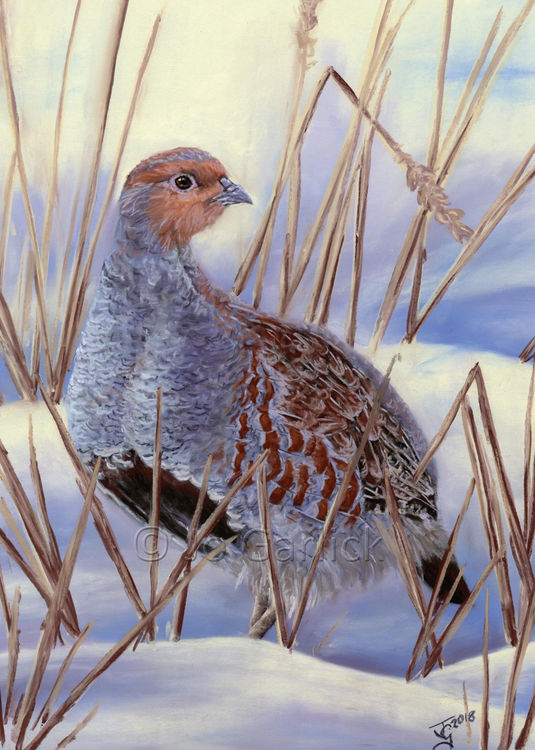 Grey Partridge