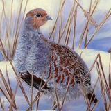 Grey Partridge