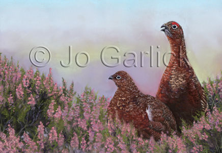 Red Grouse in Heather