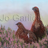 Red Grouse in Heather