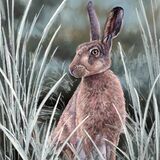 Hare 3