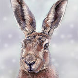 Hare in Snow
