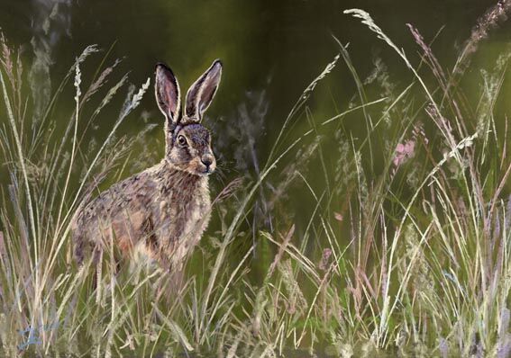 Hare in Grass