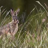 Hare in Grass