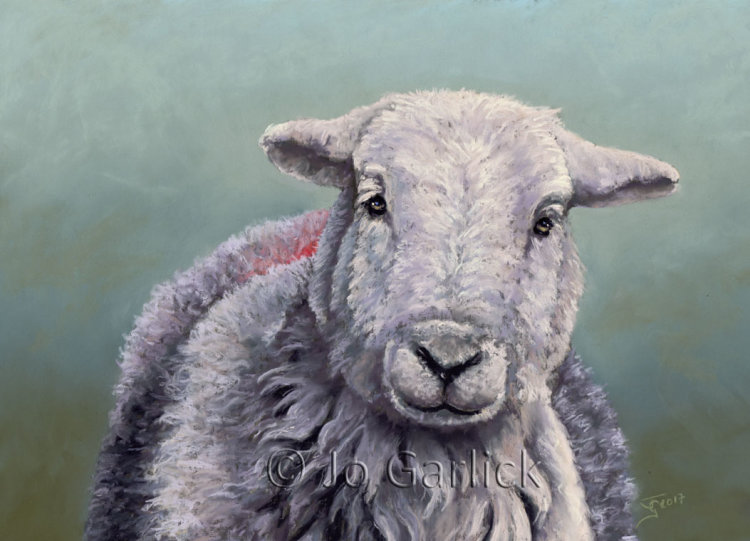 Herdwick Ewe