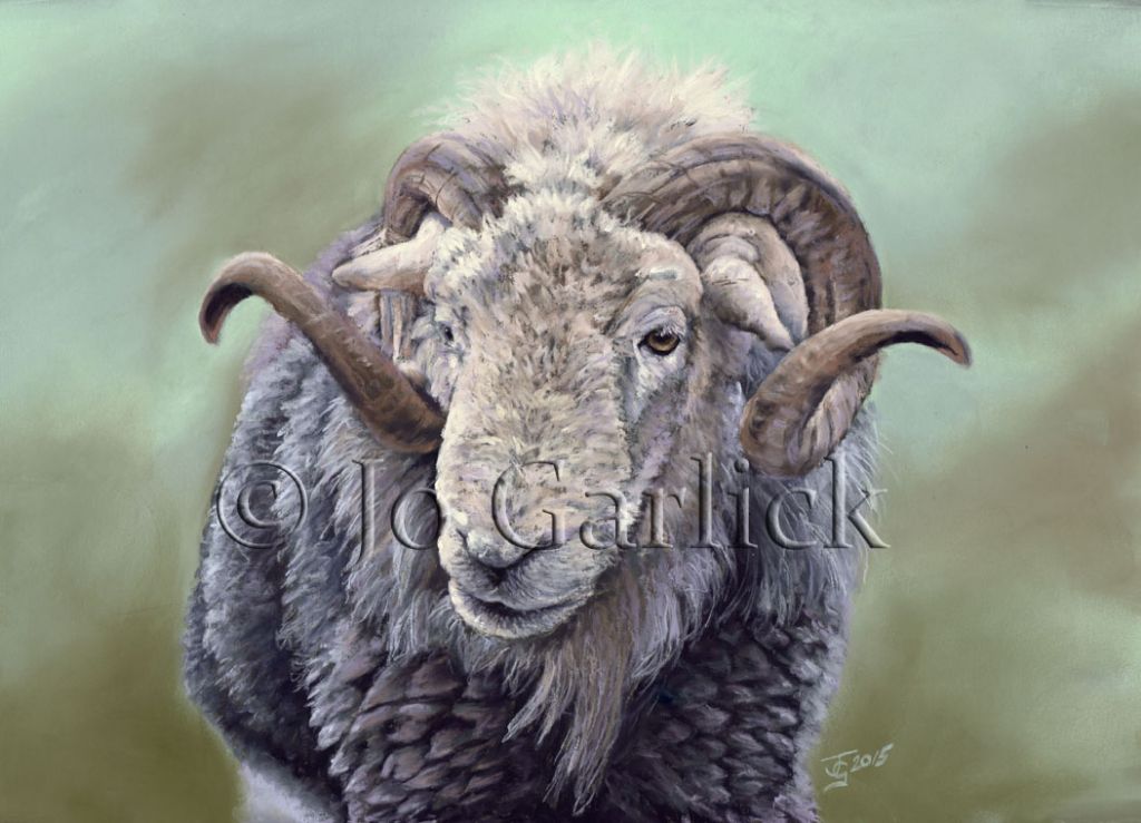 Herdwick Ram 1