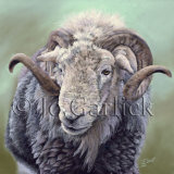 Herdwick Ram 1