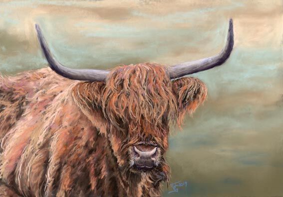 Highland Cow