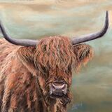 Highland Cow