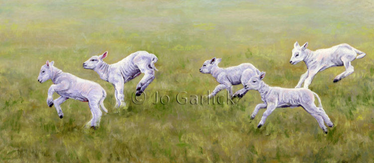 Lambs running