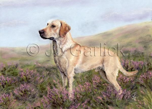 Jazz (Yellow Labrador)