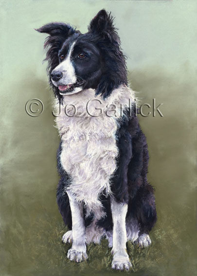 Jess (Collie/ Sheepdog)