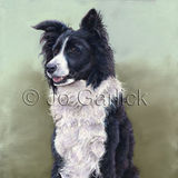 Jess (Collie/ Sheepdog)