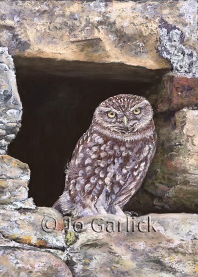 Pastel painting of a little owl in a Yorkshire barn