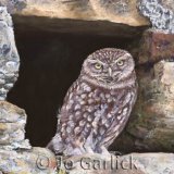 Little Owl