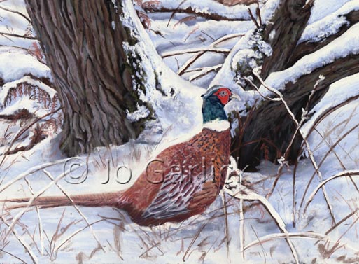 Pheasant in Snow