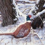 Pheasant in Snow
