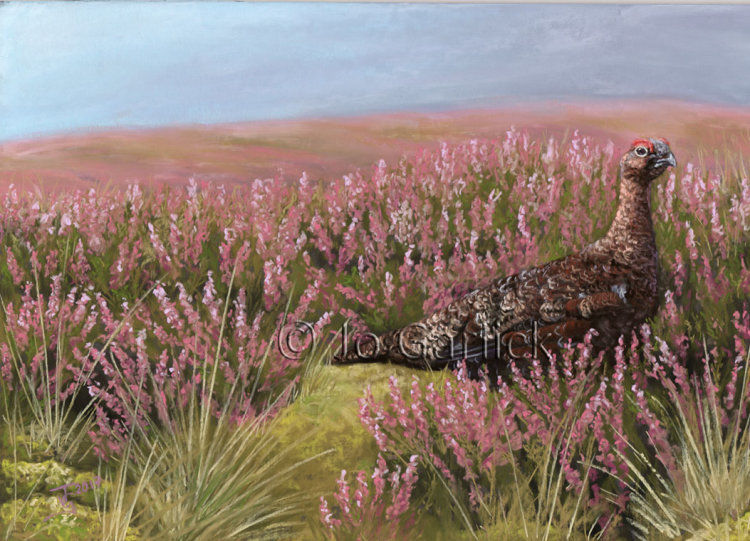Pastel painting of a red grouse in heather