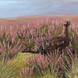 Red Grouse 2 Pastel painting of a red grouse in heather
