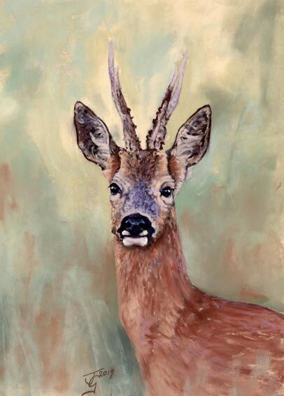 Roe Deer