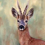 Roe Deer