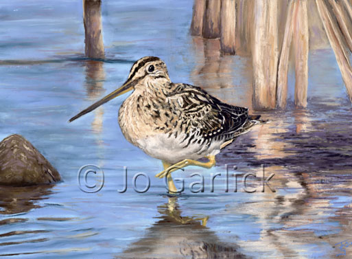 Snipe