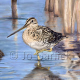 Snipe