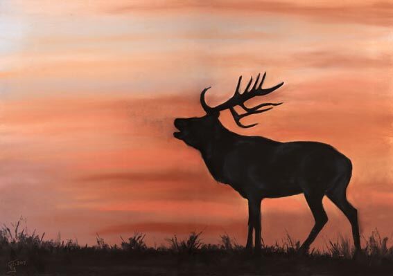 Sunset Stag