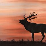 Sunset Stag