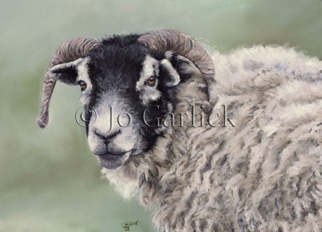 Swaledale Ewe