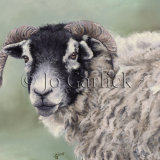 Swaledale Ewe