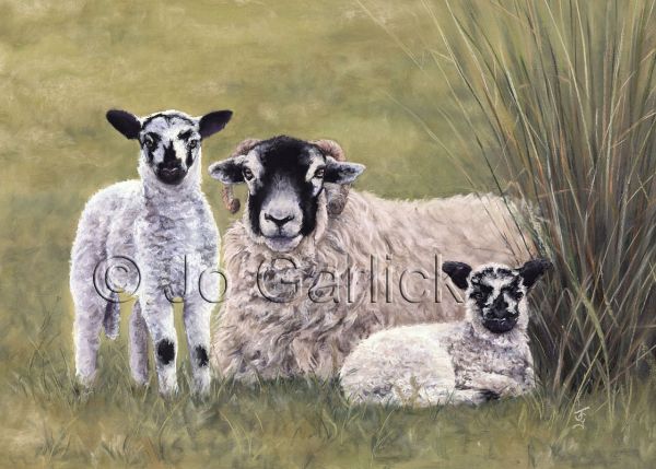 Swaledale Sheep and Lambs