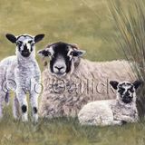 Swaledale Sheep and Lambs