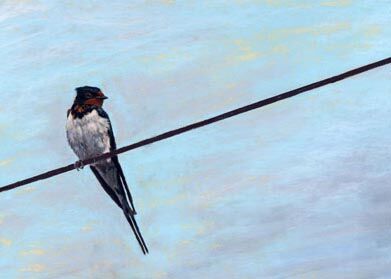 Swallow