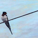 Swallow