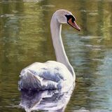 Swan