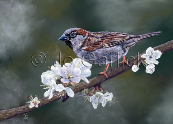Sparrow