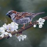 Sparrow