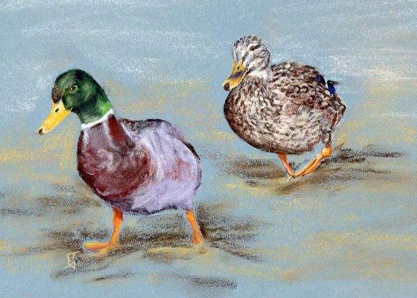 Waddling Ducks
